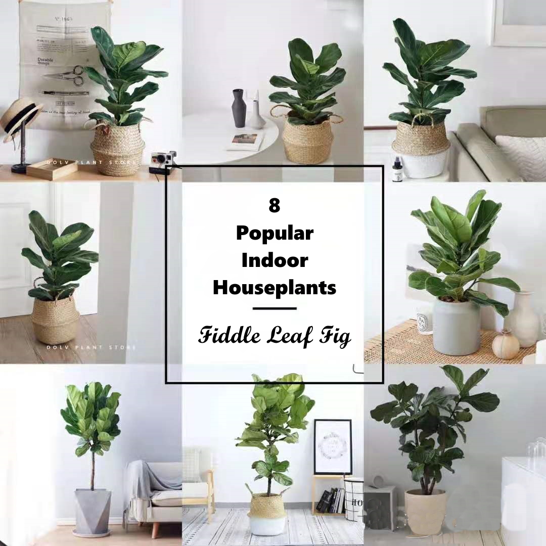 8 Popular Indoor Houseplants Glorifiv